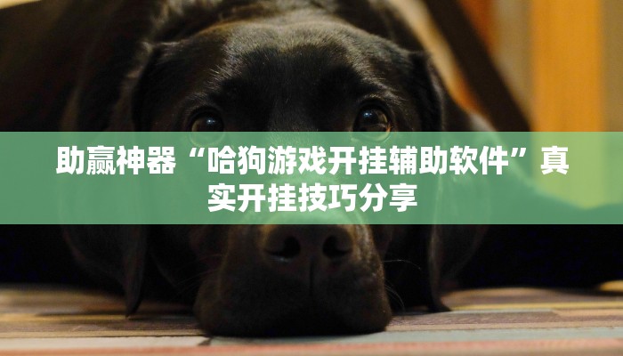 助贏神器“哈狗游戲開掛輔助軟件”真實開掛技巧分享 助贏神器“哈狗游戲開掛輔助軟件”真實開掛技巧分享