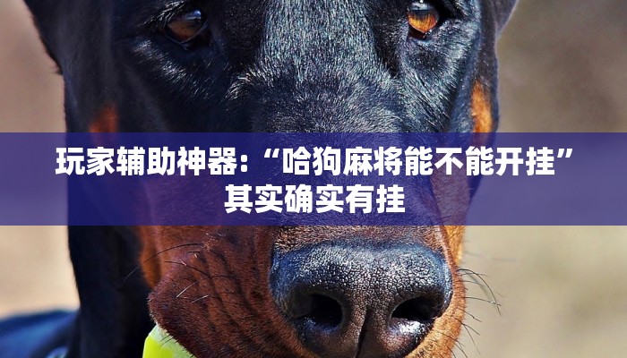 玩家輔助神器:“哈狗麻將能不能開掛”其實確實有掛