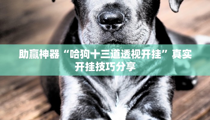 助贏神器“哈狗十三道透視開掛”真實開掛技巧分享